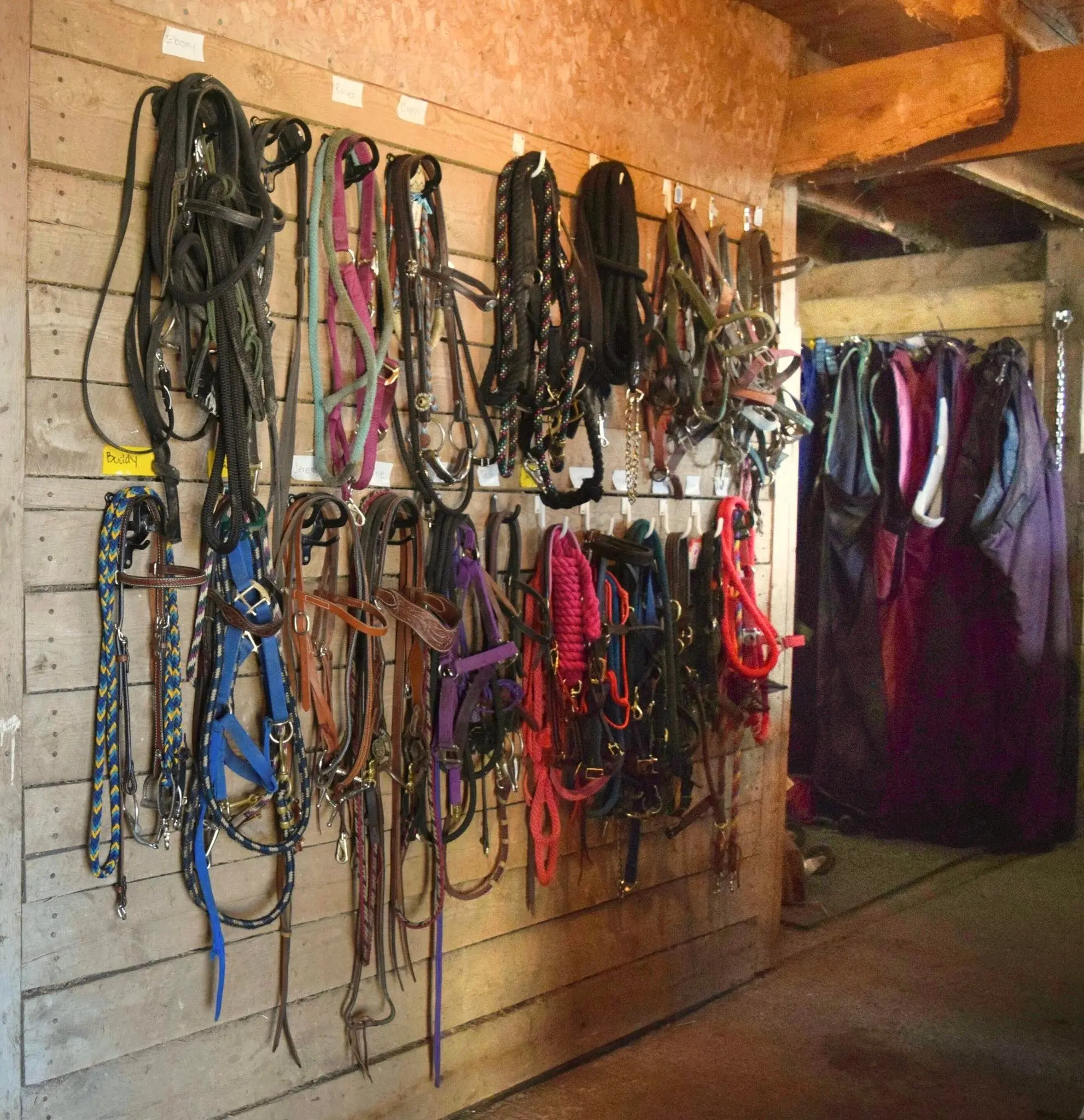 Bridles hung on the wall