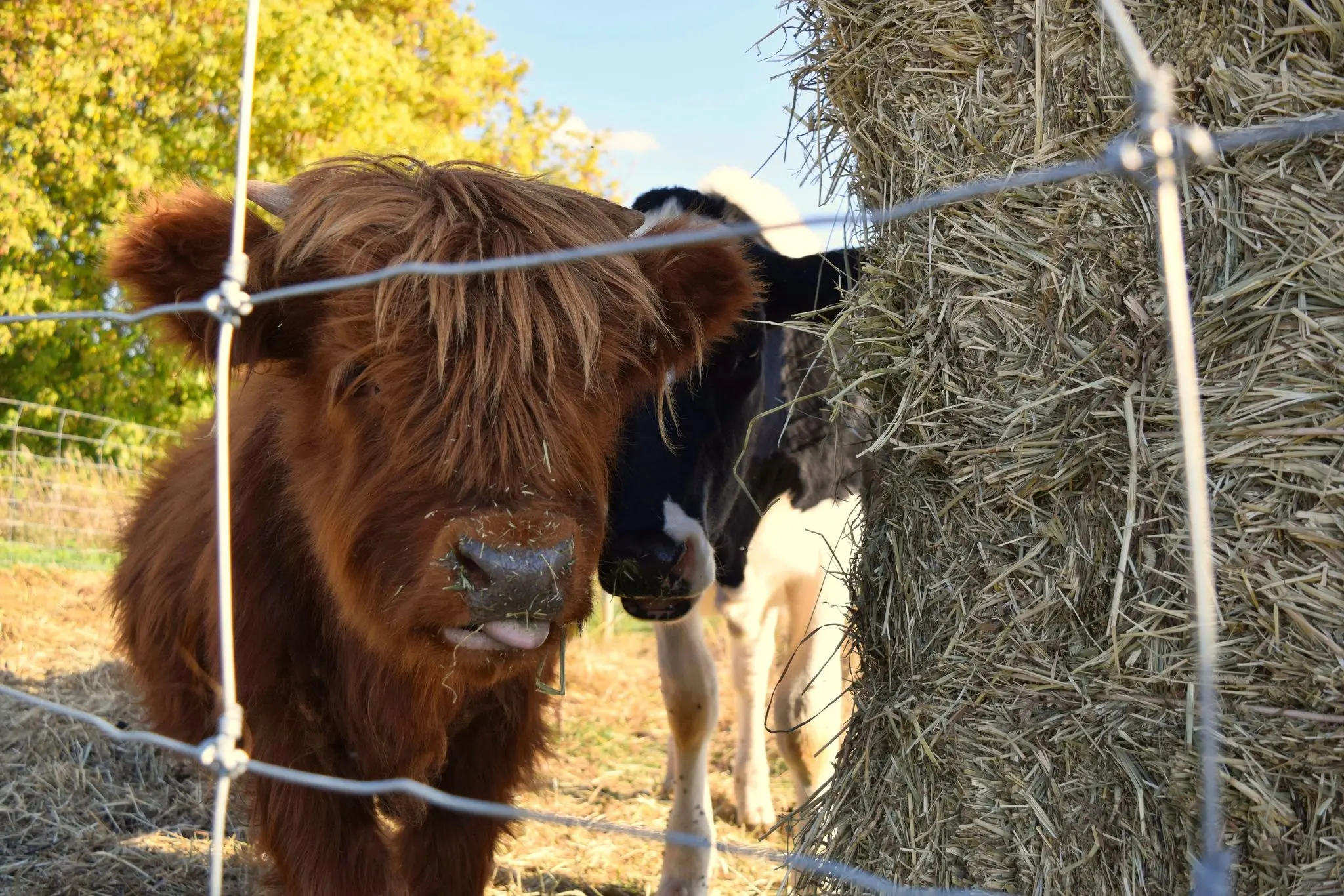 Highland calf and holstein calf