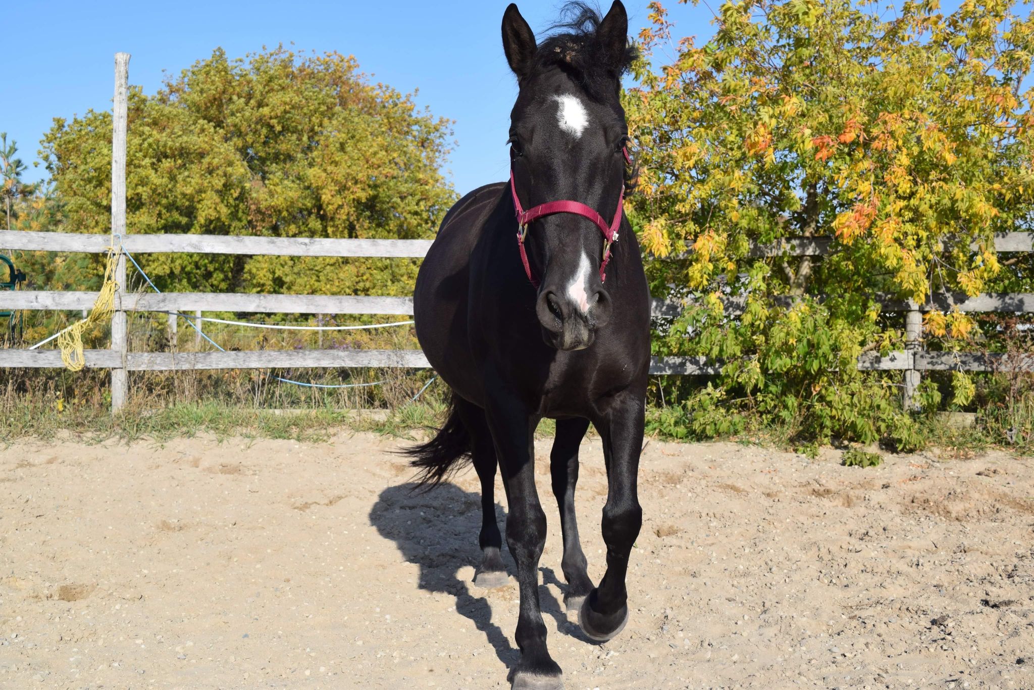 Black horse walking towards camera