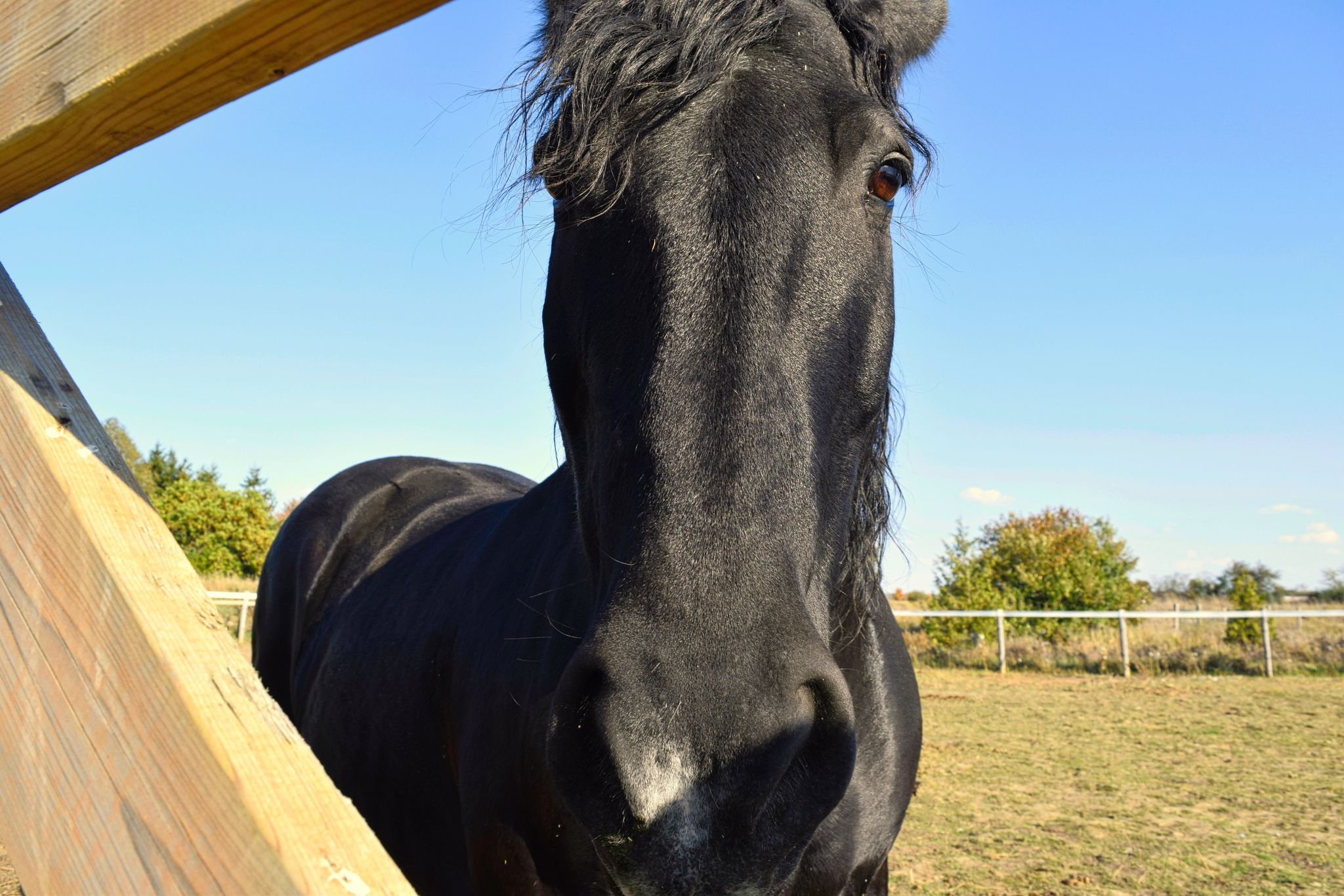 Black horse looking through wooden gate