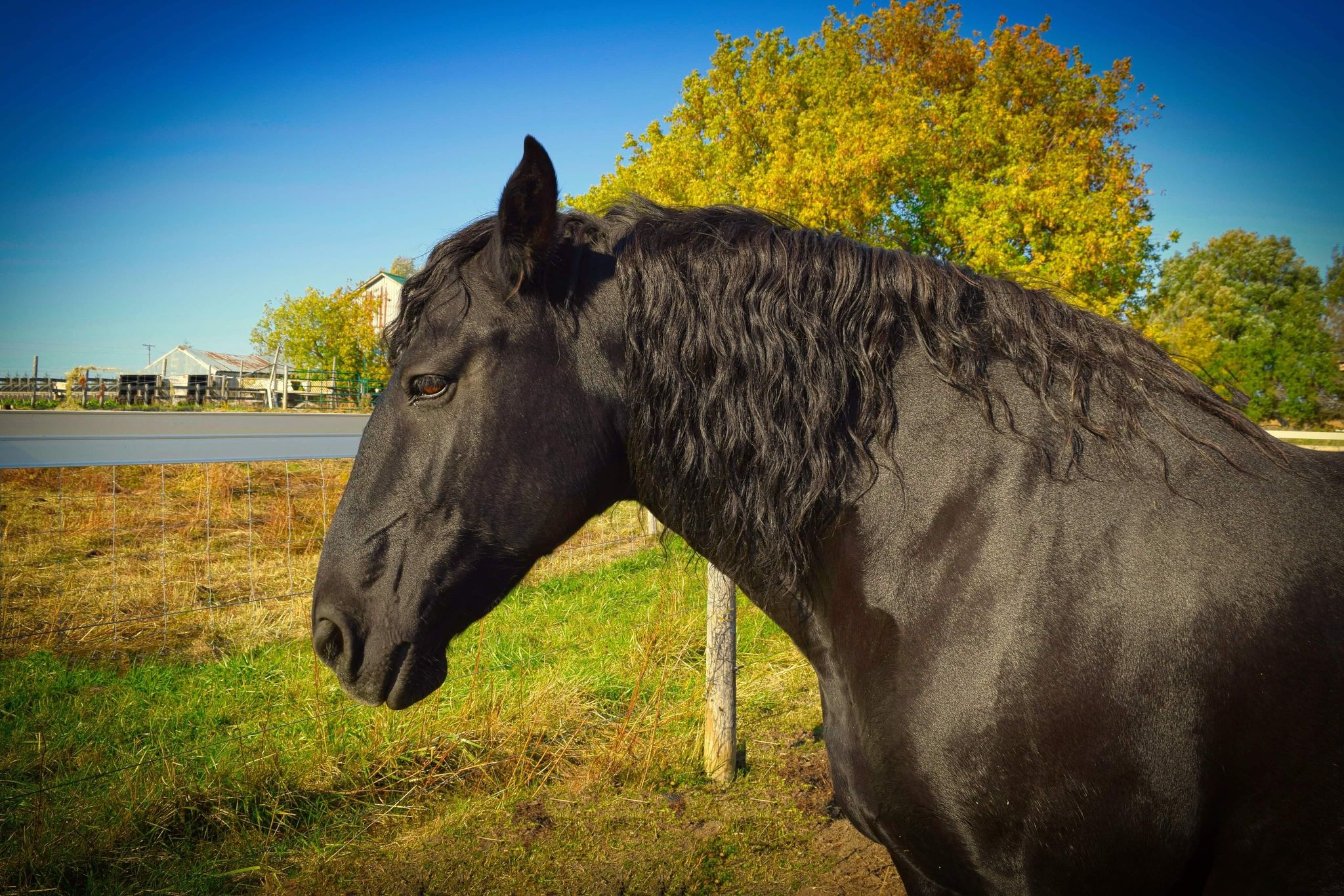 Black horse with tree with red and gold leaves in background