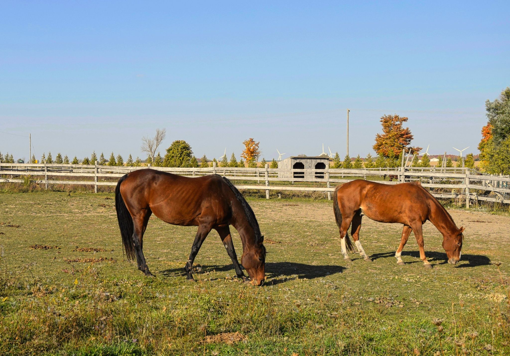 2 horses grazing in the field