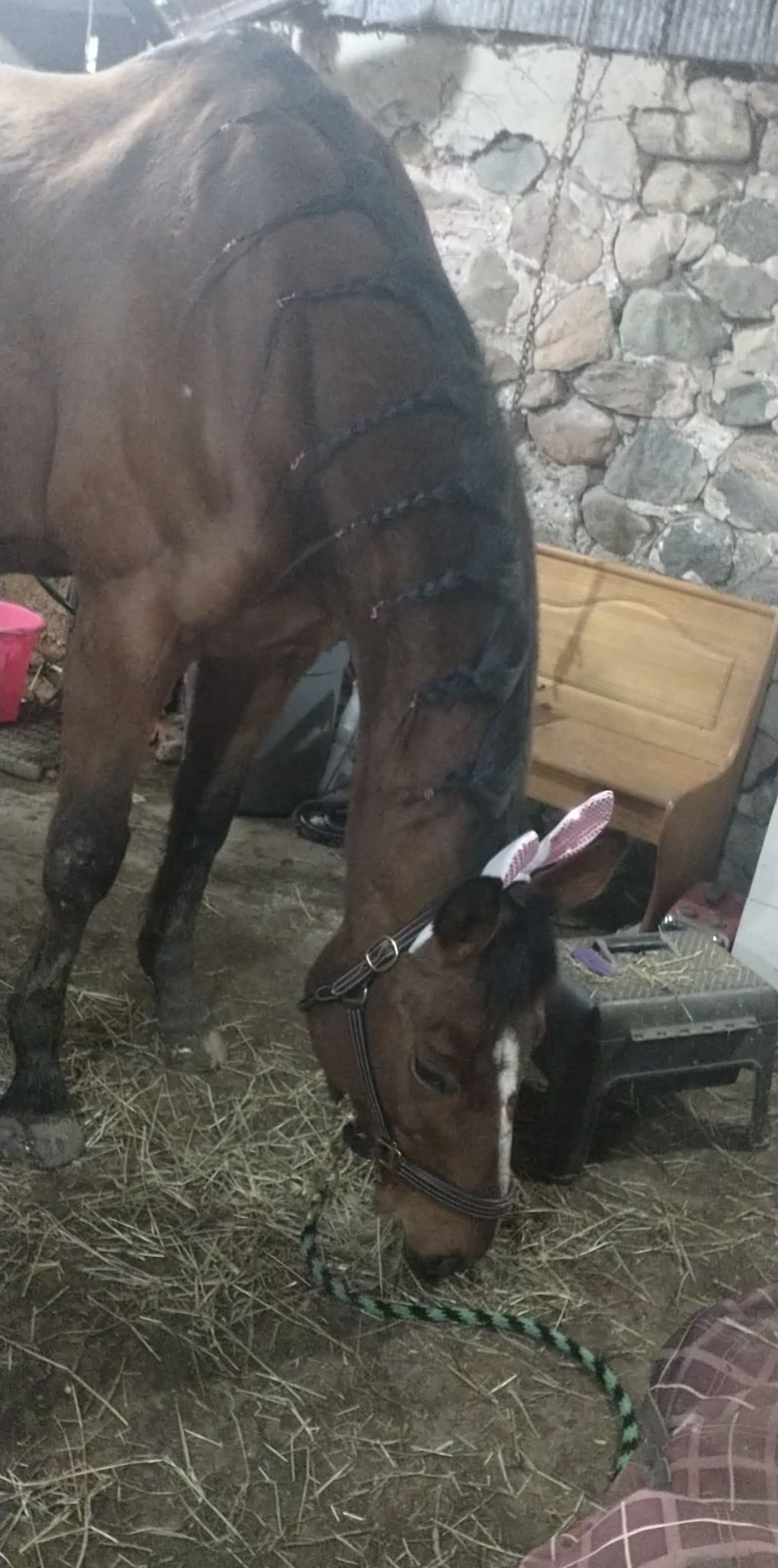 Horse with bunny ears on for Easter