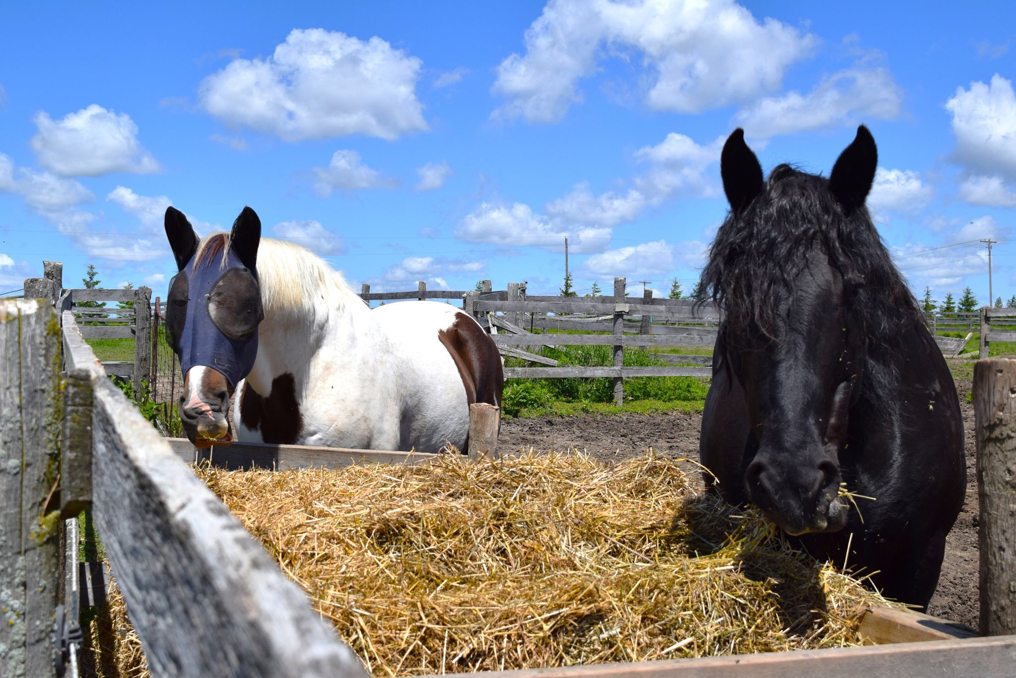 2 horses eating hay from the feeder