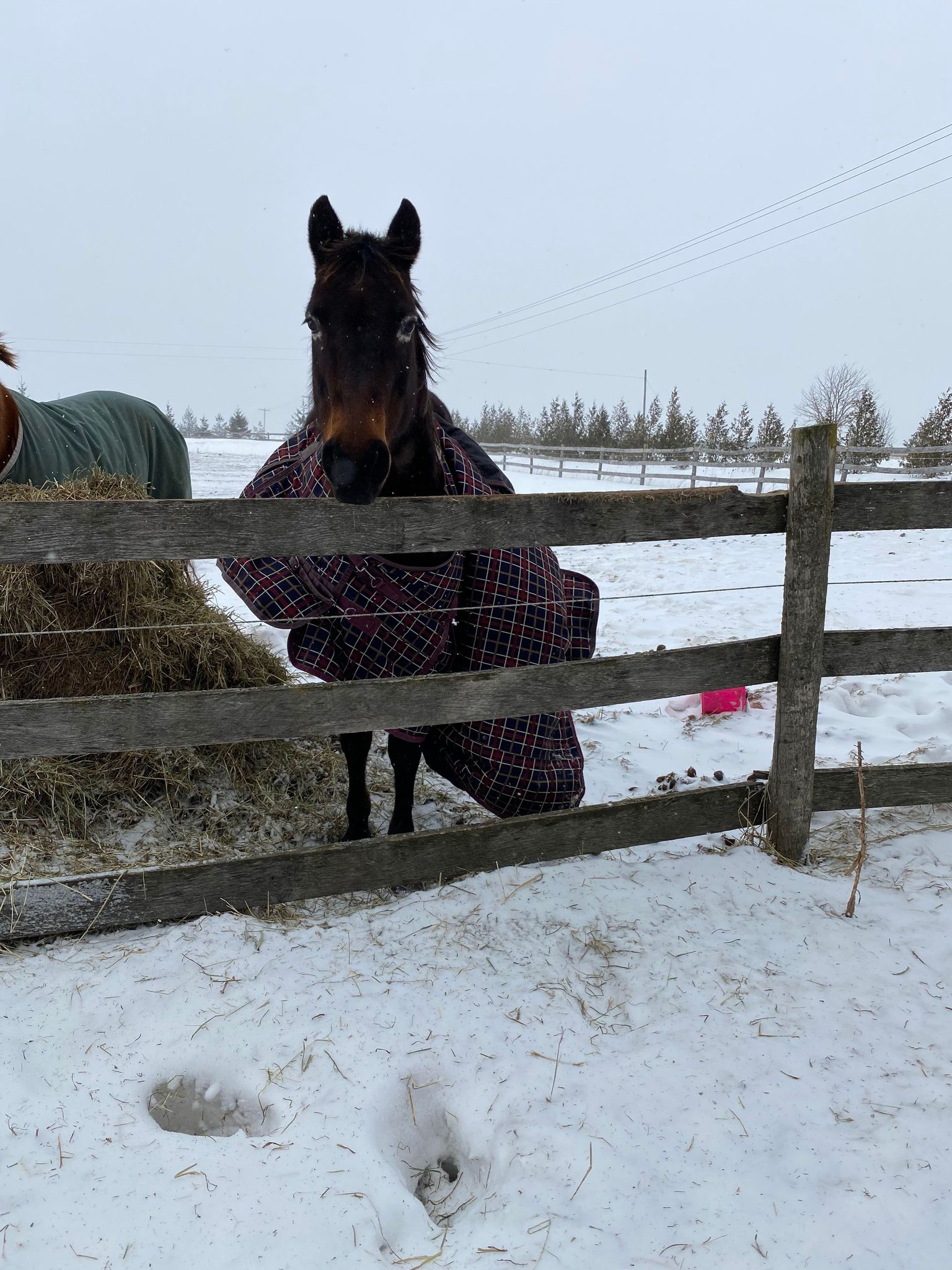 Horse with blanket half off