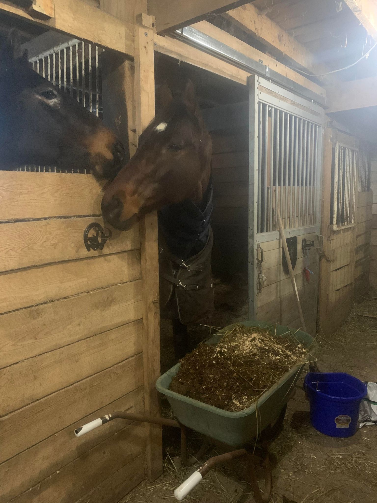 2 horses with heads out of their stalls grooming each other