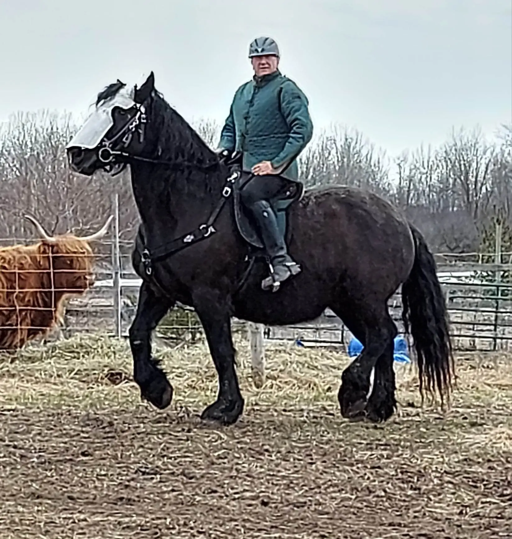 Ebony prancing showing off her shaffron